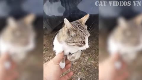 Funny cats compilation part 12