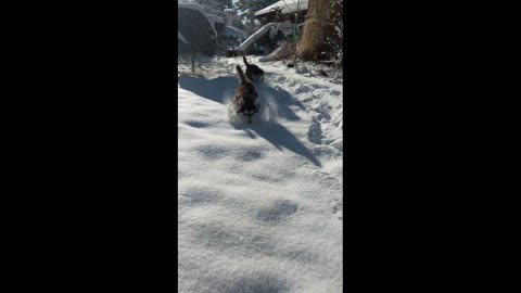 Snow Puppies 2021 part 1