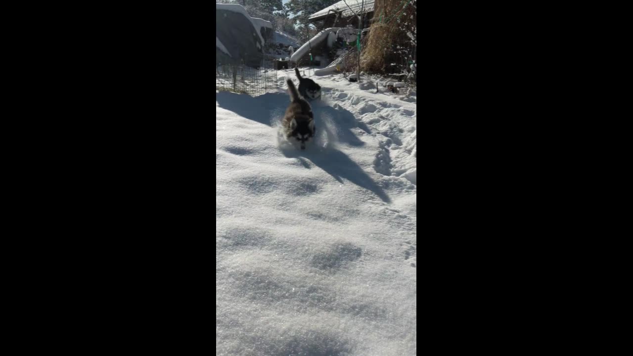 Snow Puppies 2021 part 1