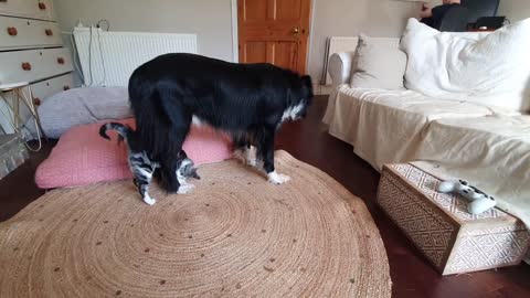 Border Collie Puts Up With Playful Kitten