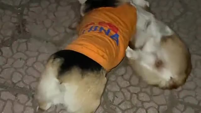 My dog!