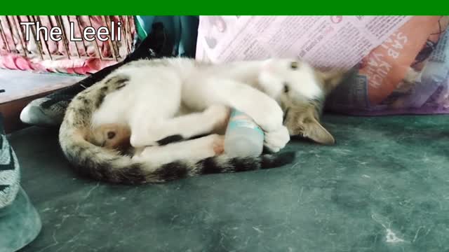 Funny Cats Playing With a Flowerpot