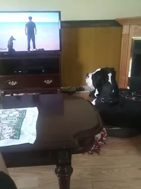 Duke Enjoying His Show