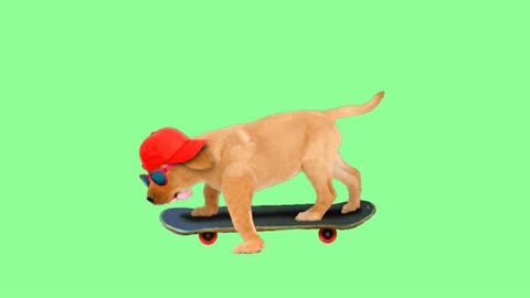 Dog scooter wow animals dogs pet