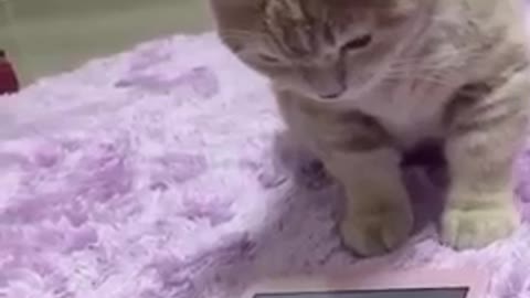 Simple Wild Cat Trap - Wild Cat Trap Using
