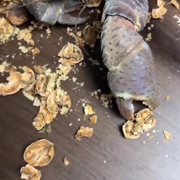 The Walnut Cracker 🤣😂🤣