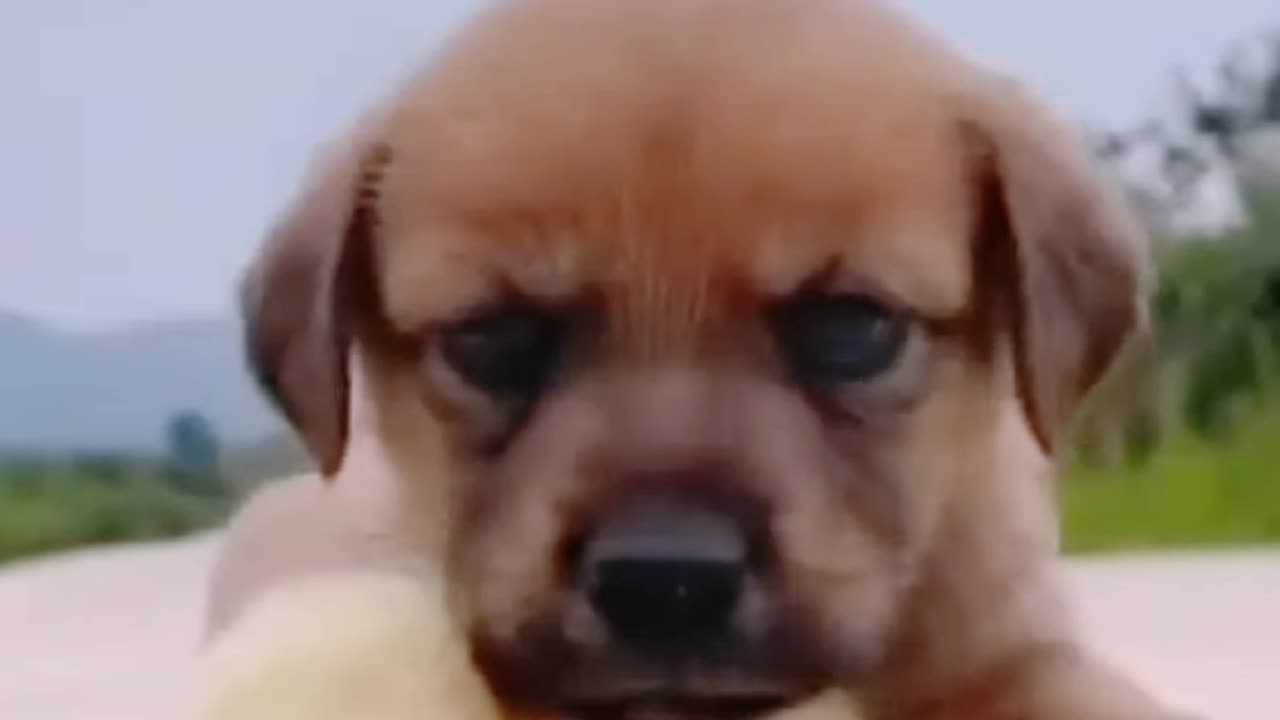 Try Not To Laugh | Funny Dogs Videos Compilation | Adorable Dogs 🐶