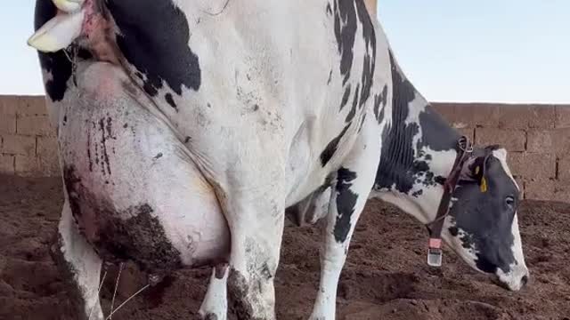 Mais um vídeo de parto pq é bom demais!!!🐄🐄