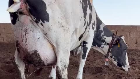 Mais um vídeo de parto pq é bom demais!!!🐄🐄