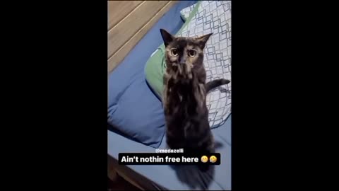 Adorable Kitty Begging For Food.