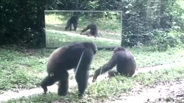 Monkeys don't recognize themselves in the mirror 🙉