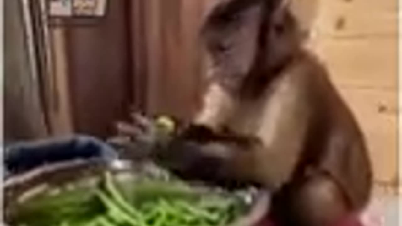 😃😅😃❤Monkey funny video _ Reena Ft. Kunji bhabhi funny short video 😅😂😅❤