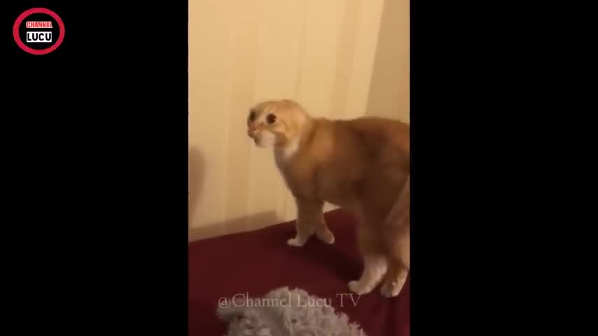 Amezing Funny videos cat