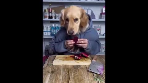 Funny animal video