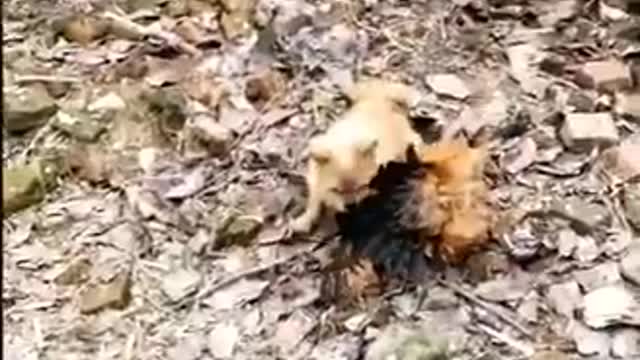 Funny Dog And Chicken Fight Funny Animal Video