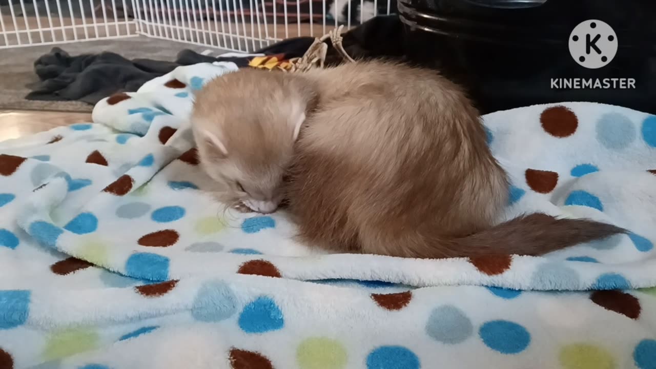 Cuteness overload....everyone loves a ferret rubbing their face with their little feet!!