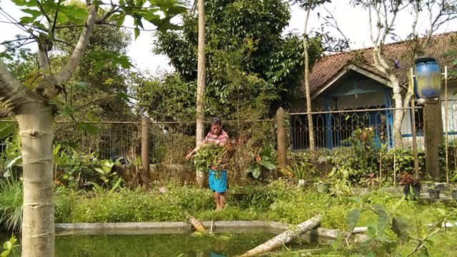 Harvest real peanuts from the village