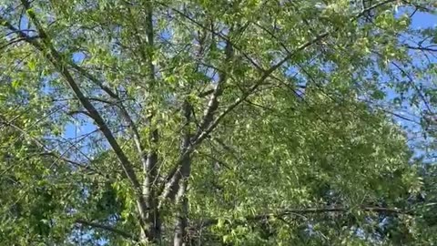 Bird Song