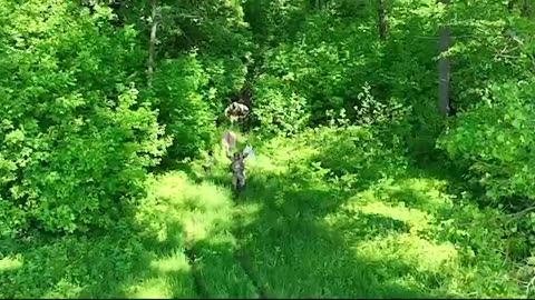 Russian Soldiers Come Out of the Forest Physically Waving a White Flag