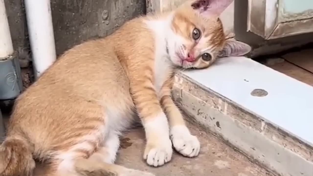 Funny pets