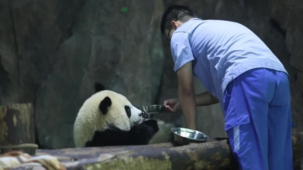 A panda that doesn't use a bottle