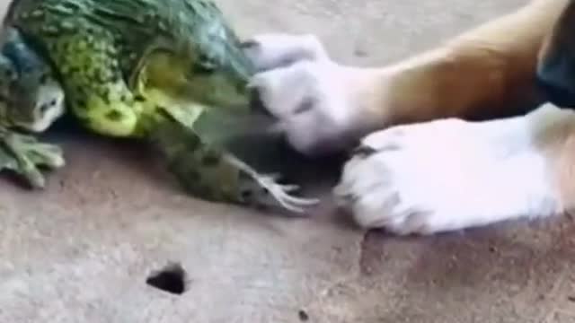 Frog vs dog