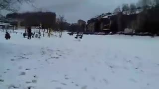 Dog Play on First Snow