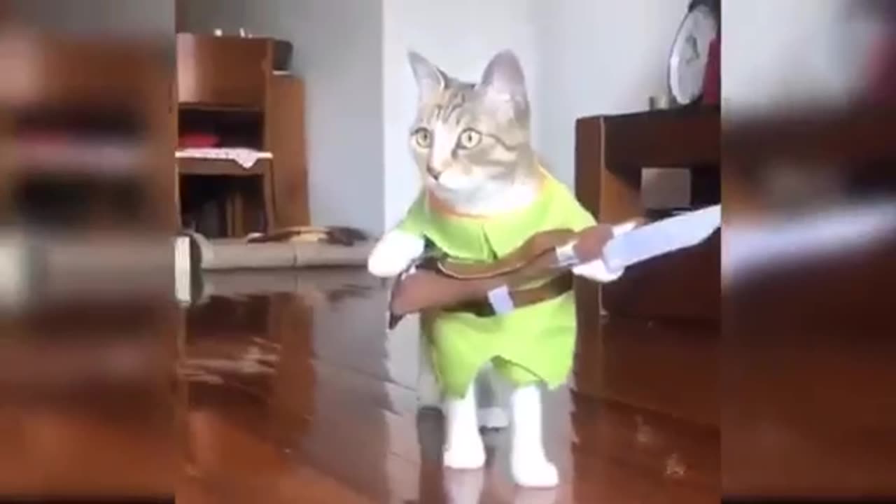 Cute cat funny videos clips