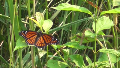 138 Toussaint Wildlife - Oak Harbor Ohio - Made It Through The Transformation