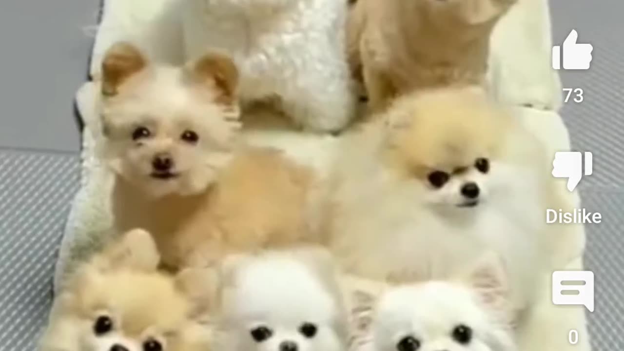 Cute dogs