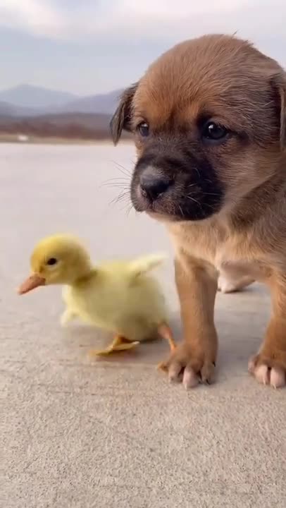 Most Funny - Cutest baby animals Videos Compilation _ Cute moment of the animals