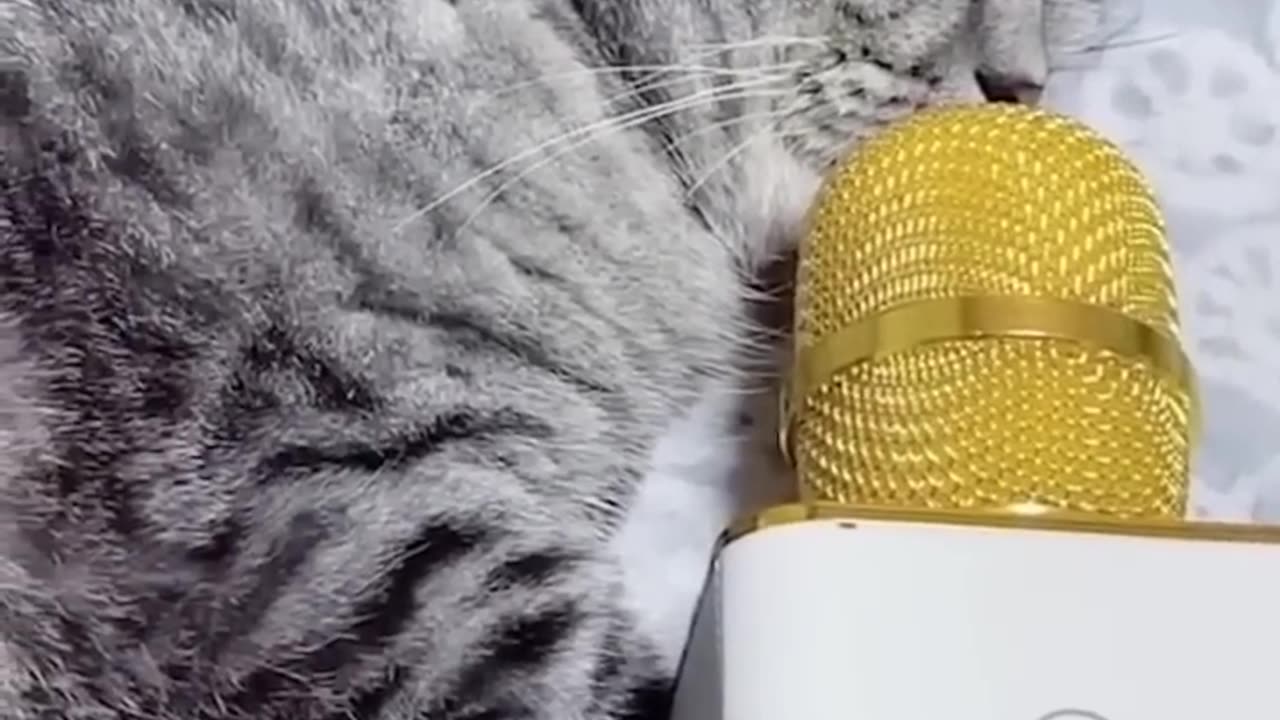 Funniest animals 🤣🤣 Cats dogs 😘😘 Funny moments