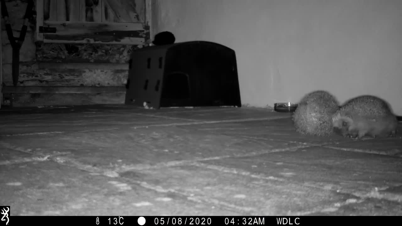 This is why hedgehogs curl up in to a ball!