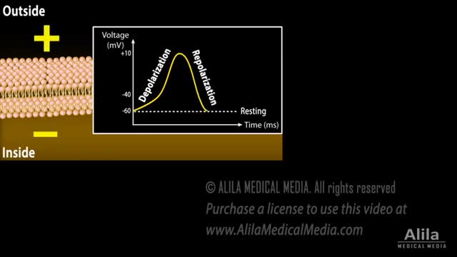 Correlation between Cardiac Action Potential and ECG, Animation