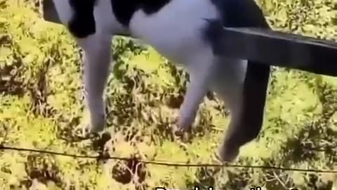 Best Funny Animals Videos 2023 😂 - Funniest Cat of 2022 😹 #shorts #funny
