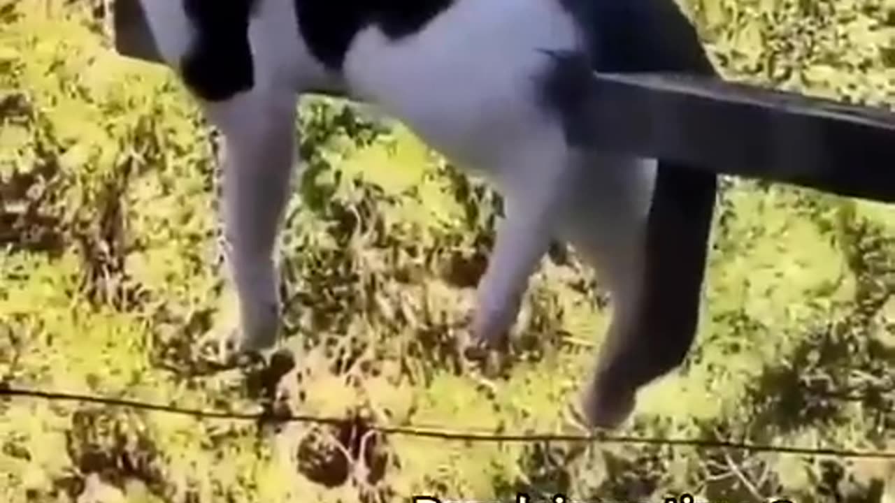 Best Funny Animals Videos 2023 😂 - Funniest Cat of 2022 😹 #shorts #funny
