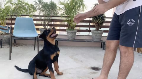 #DOG TRAINING OF SPEAK COMMAND # HOW TO TRAIN YOUR DOG TO SPEAK