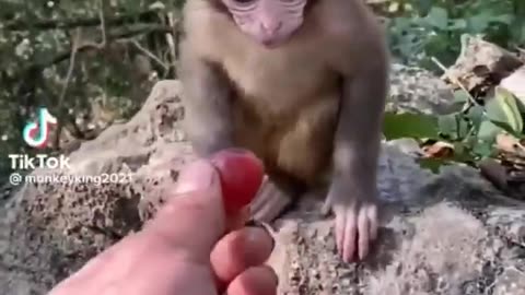 Talk About Baby Buddies