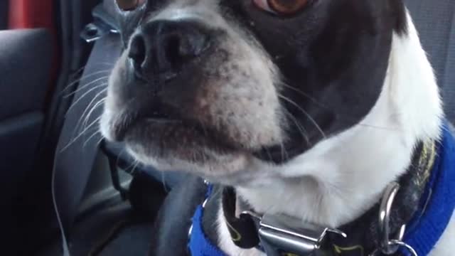 A Boston terrier plays goat and dolphin impressions