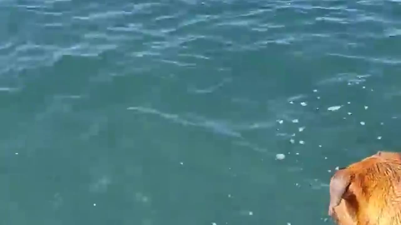 Dog diving for stones