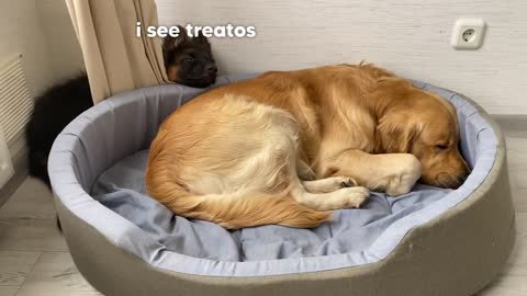 My Dog Reacts to Puppy Stealing His Bed