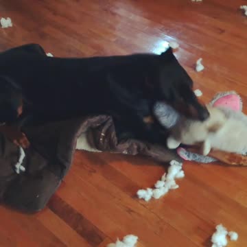 Vicious Doberman Kills Elephant (Cutely)