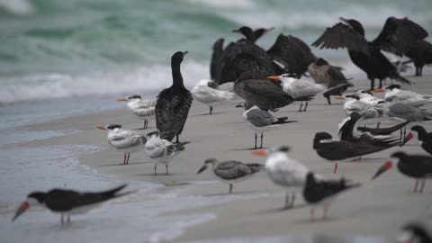 A Variety of Birds Along the Shoreline