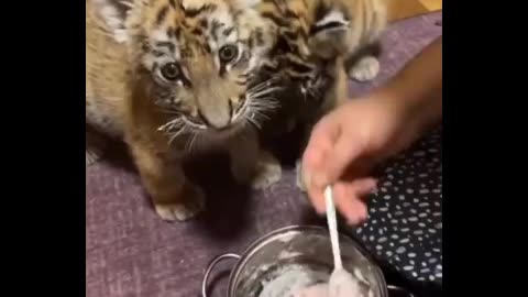 Cute tiger baby
