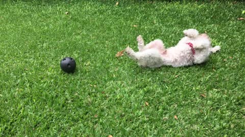 Dog Poodle Pets Cute Animals Play White Pet 🌴🌴