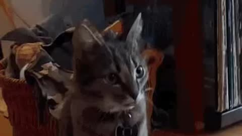 Cute Cat Gif