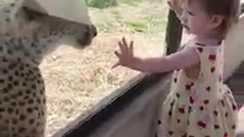 So cute zoo video