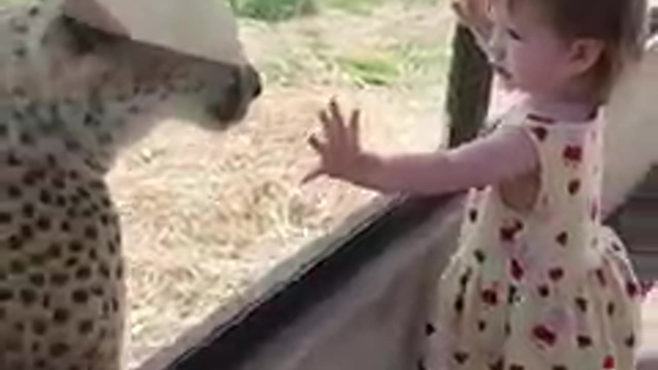 So cute zoo video