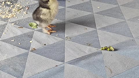 Thirsty Young Chicken Throws Drinking Tantrum