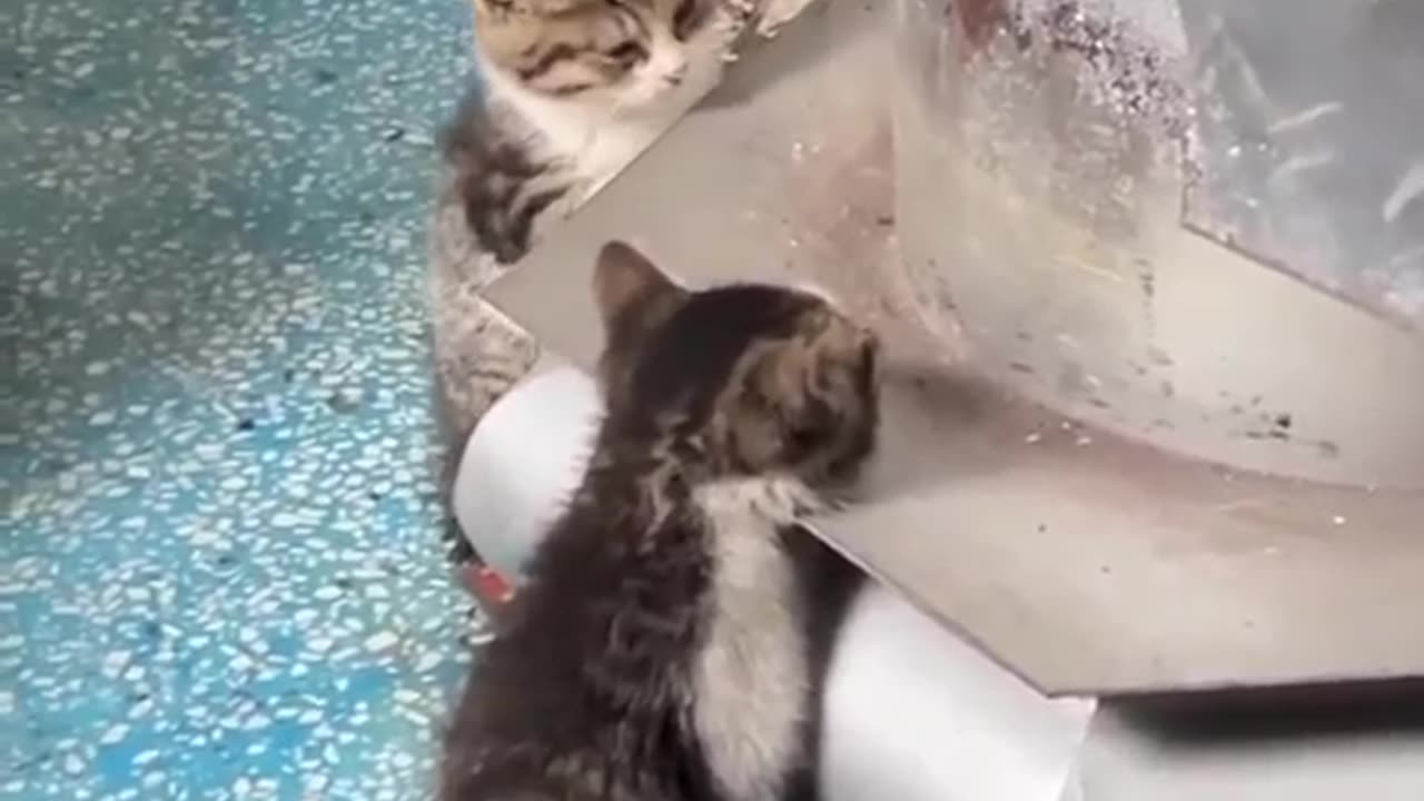 Cats funny and cute Videos! 🥰🥰